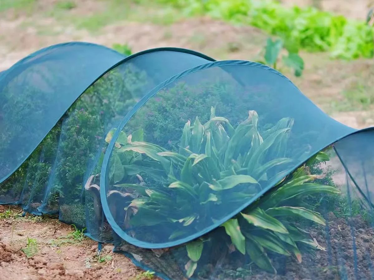 Greenhouse Pop-Up 300x180cm — image 1